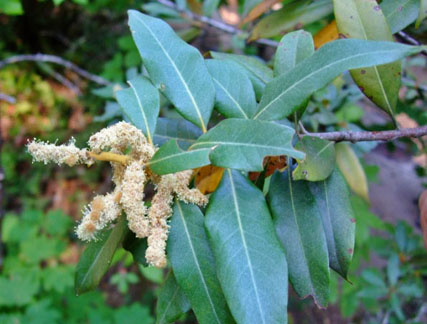 castanopsis chrysophylla 2 graphic